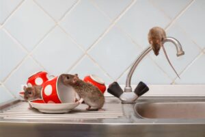 egerek a konyhában
