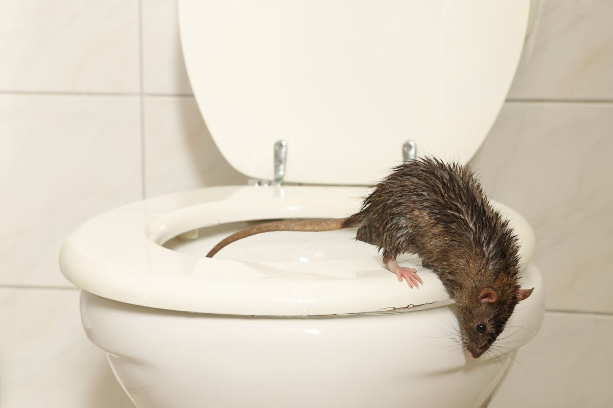patkány a fürdőszobában