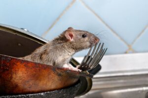 patkány az élelmiszernél